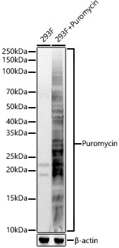 Puromycin Polyclonal Antibody