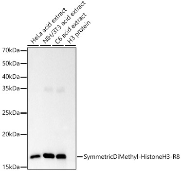 Symmetric DiMethyl-Histone H3-R8 Monoclonal Antibody [4B0T6]