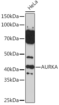 AURKA Polyclonal Antibody