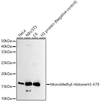 MonoMethyl-Histone H3-K79 Monoclonal Antibody [1Y3U1]