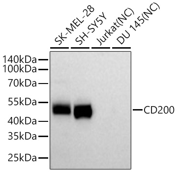 CD200 Monoclonal Antibody [5Z3D8]