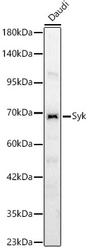 Syk Polyclonal Antibody
