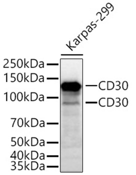 CD30 Monoclonal Antibody [4E2U9]