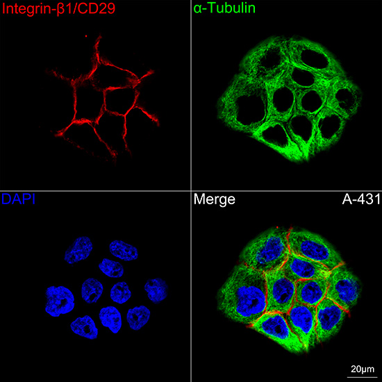 Integrin-B1/CD29 Monoclonal Antibody