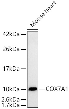 COX7A1 Monoclonal Antibody [2V5P3]