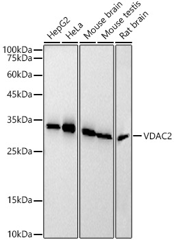 VDAC2 Monoclonal Antibody [5R5V8]