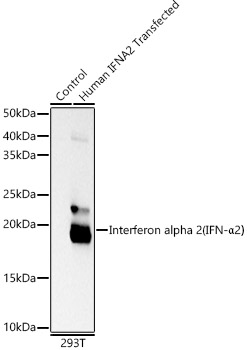 Interferon alpha 2 (IFN-a2) Monoclonal Antibody [5P3U6]