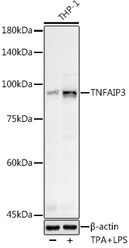 TNFAIP3 Polyclonal Antibody