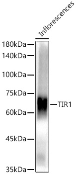 TIR1 Polyclonal Antibody