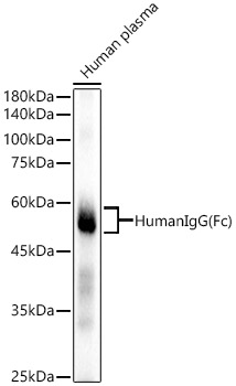 Human IgG (Fc) Monoclonal Antibody [4Z8R8]