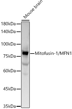 Mitofusin-1/MFN1 Monoclonal Antibody [7T4F7]