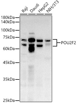 POU2F2 Polyclonal Antibody