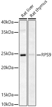 RPS9 Polyclonal Antibody