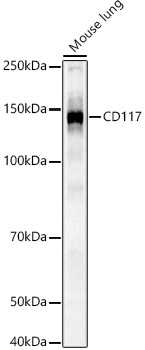 CD117 Polyclonal Antibody