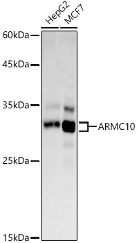 ARMC10 Polyclonal Antibody