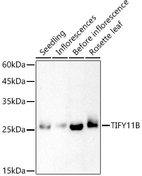 TIFY11B Polyclonal Antibody