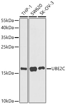 UBE2C Polyclonal Antibody