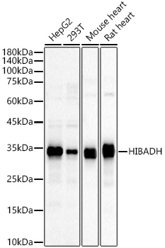 HIBADH Polyclonal Antibody