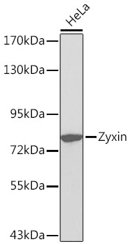 Zyxin Polyclonal Antibody