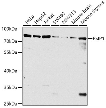 PSIP1 Polyclonal Antibody