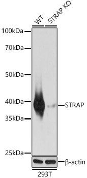 STRAP Polyclonal Antibody