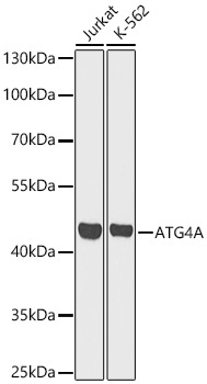 ATG4A Polyclonal Antibody
