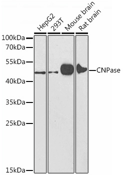 CNPase Polyclonal Antibody