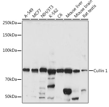 Cullin 1 Polyclonal Antibody