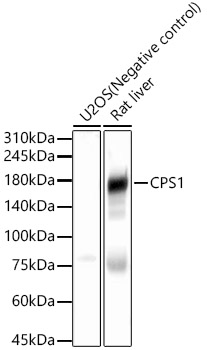 CPS1 Polyclonal Antibody