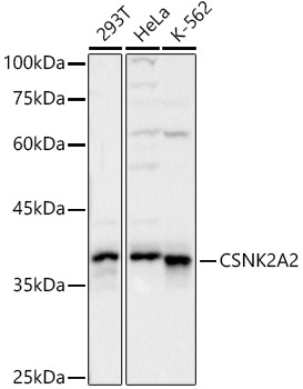CSNK2A2 Polyclonal Antibody