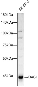 DAG1 Polyclonal Antibody