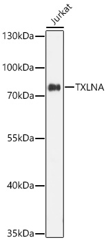 TXLNA Polyclonal Antibody