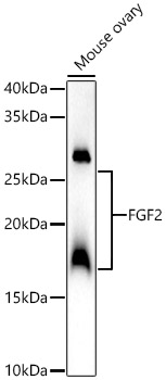 FGF2 Polyclonal Antibody
