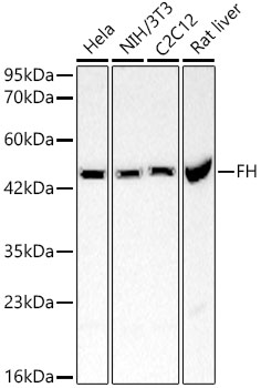 FH Polyclonal Antibody