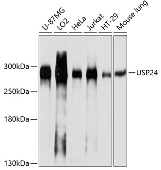 USP24 Polyclonal Antibody