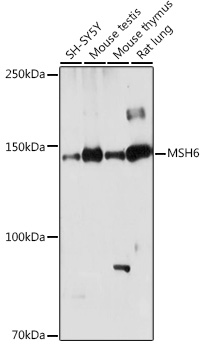 MSH6 Polyclonal Antibody