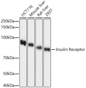 Insulin Receptor Polyclonal Antibody