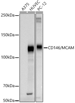 CD146/MCAM Polyclonal Antibody