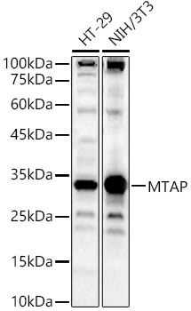 MTAP Polyclonal Antibody
