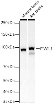 PIWIL1 Polyclonal Antibody