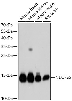 NDUFS5 Polyclonal Antibody