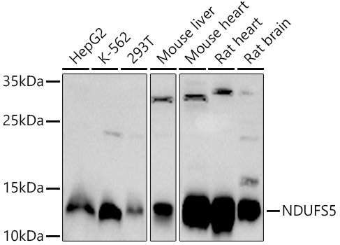 NDUFS5 Polyclonal Antibody