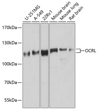 OCRL Polyclonal Antibody