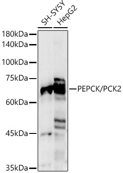 PEPCK/PCK2 Polyclonal Antibody