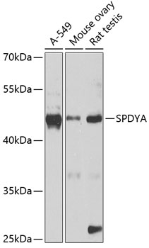 SPDYA Polyclonal Antibody