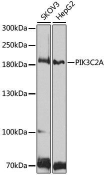 PIK3C2A Polyclonal Antibody
