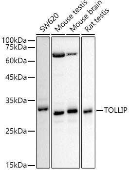 TOLLIP Polyclonal Antibody