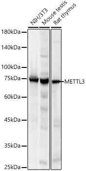 METTL3 Polyclonal Antibody