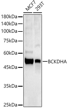 BCKDHA Polyclonal Antibody