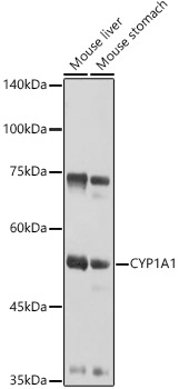 CYP1A1 Polyclonal Antibody